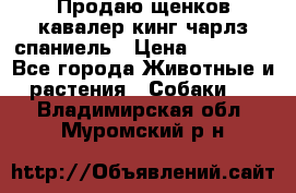 Продаю щенков кавалер кинг чарлз спаниель › Цена ­ 40 000 - Все города Животные и растения » Собаки   . Владимирская обл.,Муромский р-н